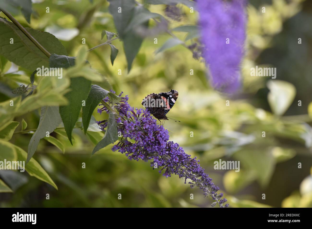 Red Admiral Butterfly (Vanessa atalanta) camminando da sinistra a destra lungo uno stelo di fiori di Buddha viola sullo sfondo di una siepe, in un giardino britannico Foto Stock