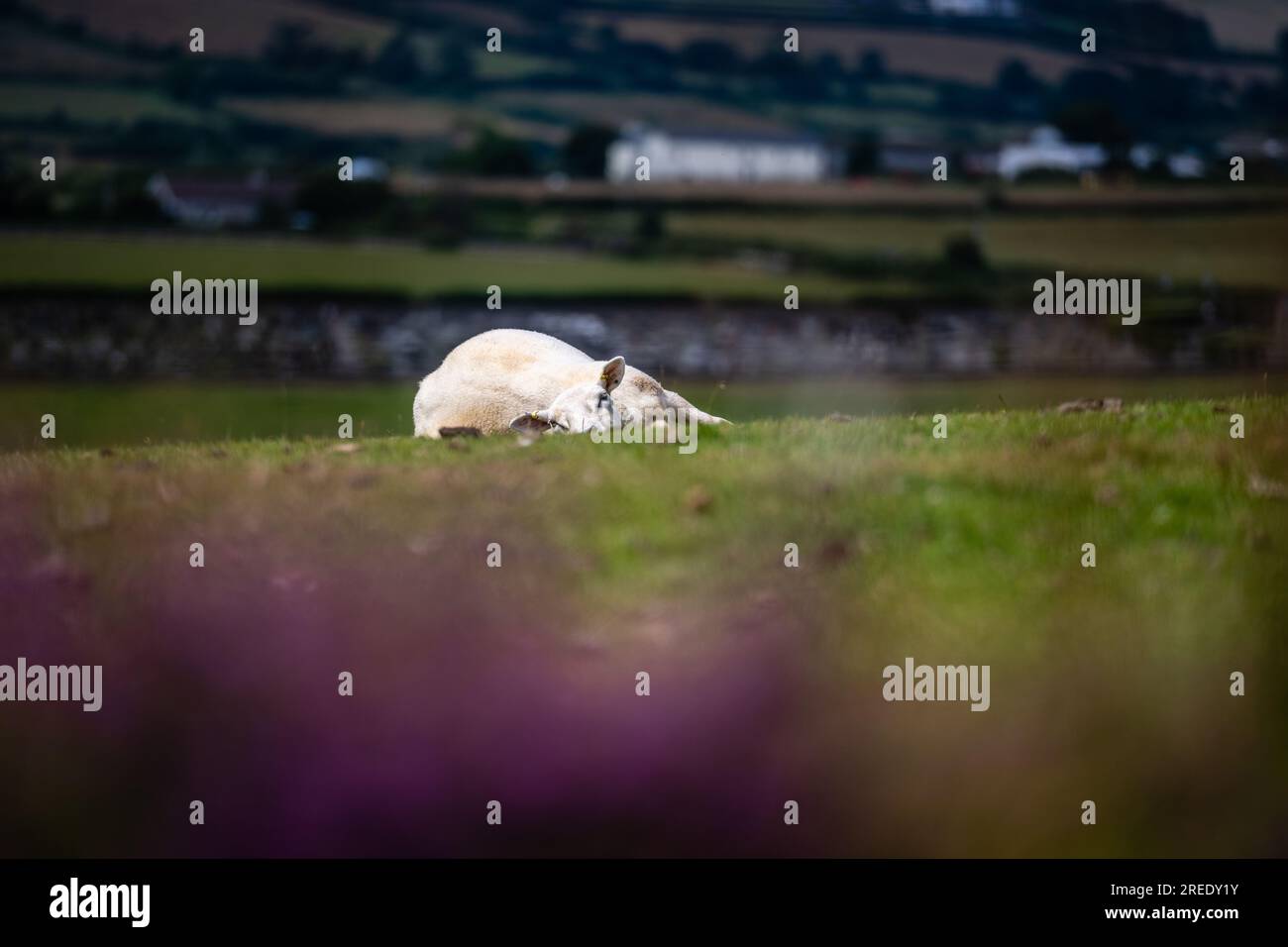 Una pecora che si rilassa al sole primaverile sdraiata in un campo di erba sull'Isola dell'uomo Foto Stock