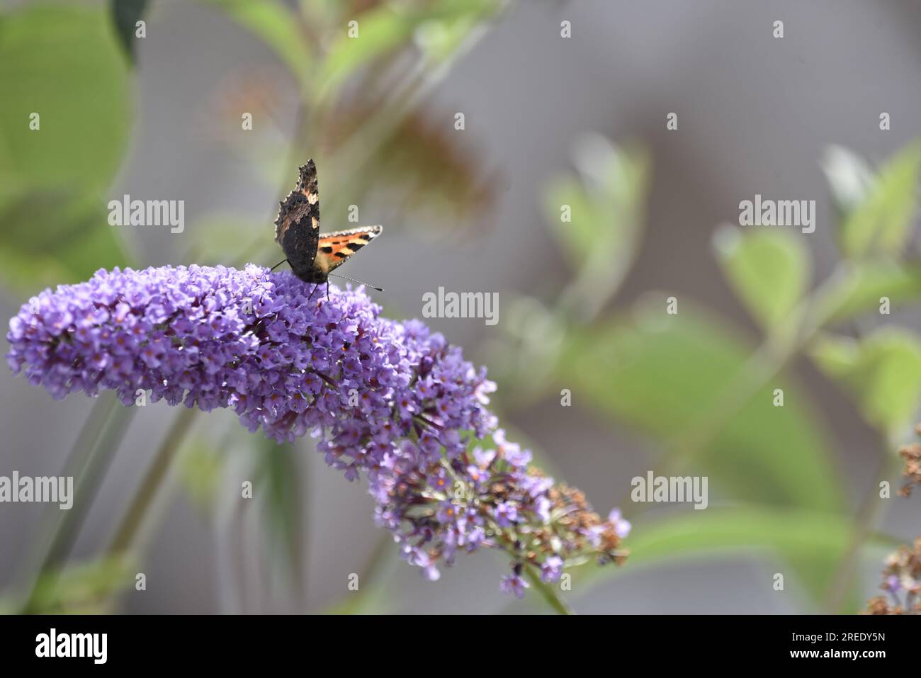 Immagine in primo piano di sinistra di una piccola farfalla a guscio di tartaruga (Aglais urticae) rivolta verso la fotocamera dalla parte superiore di una buddleia viola con proboscis in fiore, Regno Unito Foto Stock