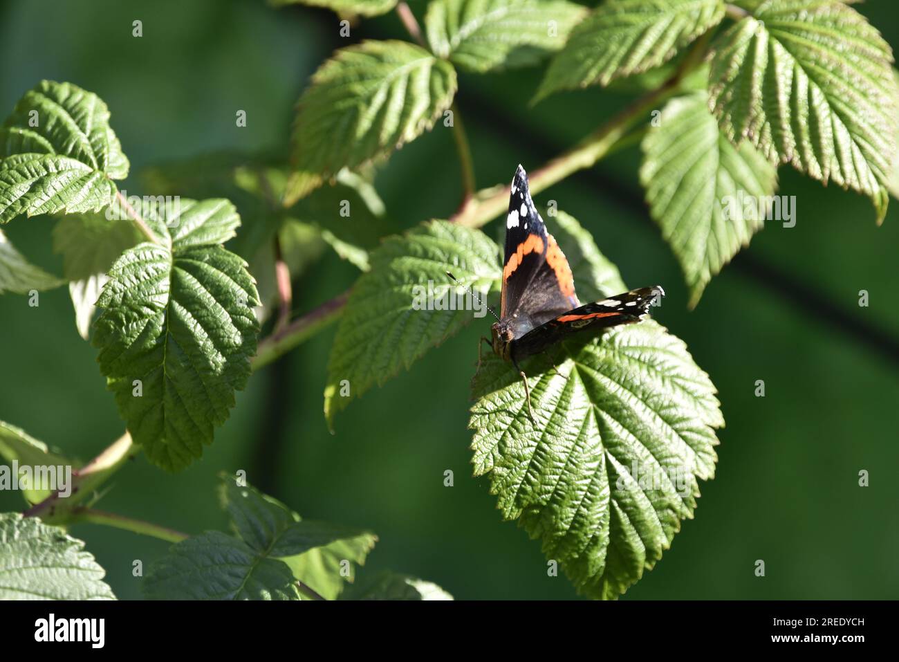 Immagine ravvicinata di una Red Admiral Butterfly (Vanessa atalanta) rivolta verso una fotocamera da una soleggiata foglia di lampone, con le ali aperte, a destra dell'immagine, nel Regno Unito Foto Stock