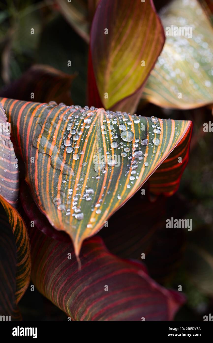 Primo piano di gocce d'acqua su una pianta di giglio di canna. Foto Stock