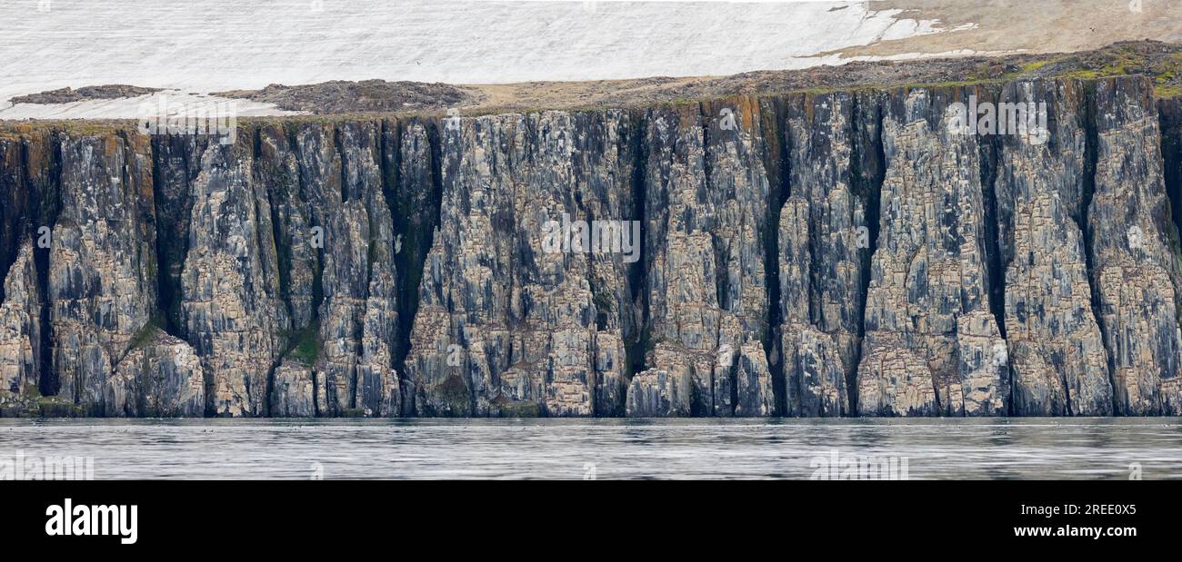 Alkefjellet, sea cliff alloggiamento colonia di pinguini di spessi fatturati murres / Brünnich's guillemots (Uria lomvia) a Hinlopenstretet, Svalbard, Norvegia Foto Stock
