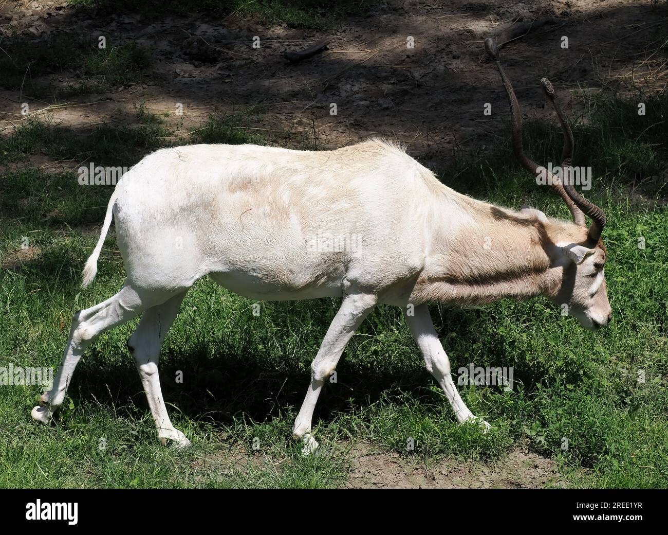 Antilope bianca, antilope screwhorn, Mendesantilope, mendeszantilop, addax, Addax nasomaculatus, Zoo, Ungheria, Magyarország, Europa Foto Stock