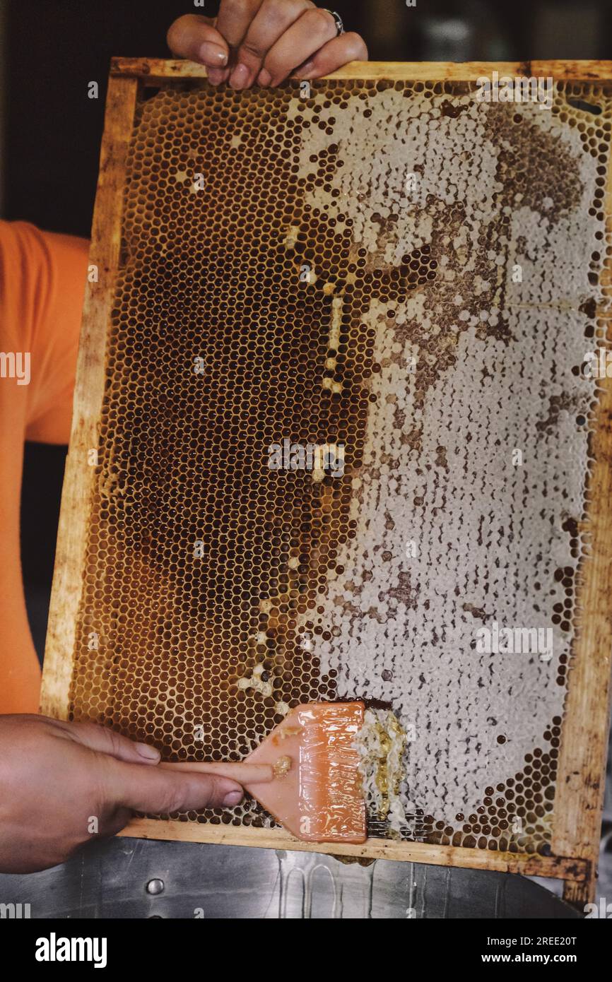 Il miele denso gocciolando il favo. L'uomo raccoglie miele fresco con una scapola. Miele d'oro a nido d'ape. Concetto di cibo sano. cibo naturale ecologico. bee Foto Stock