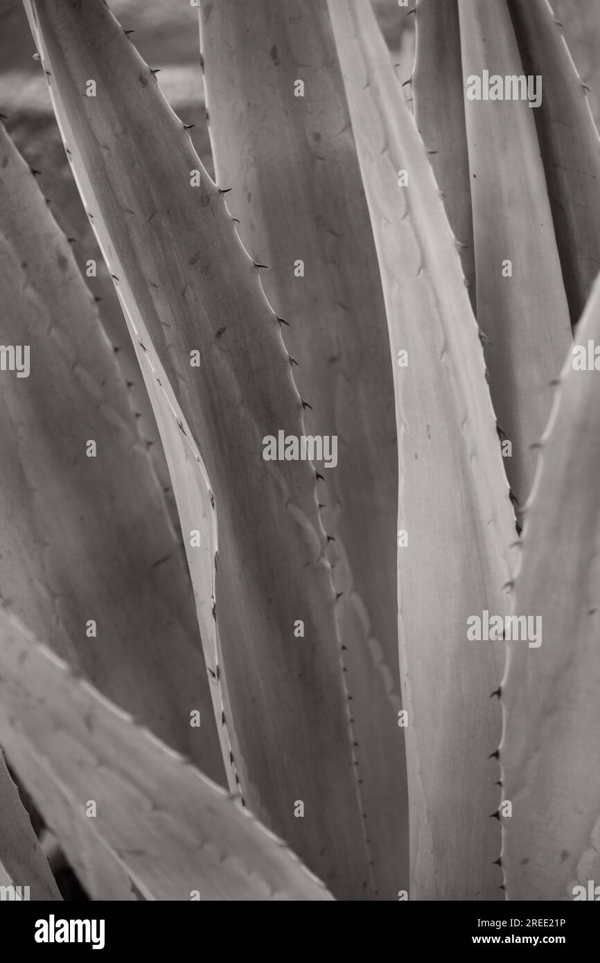La natura da vicino in bianco e nero Foto Stock
