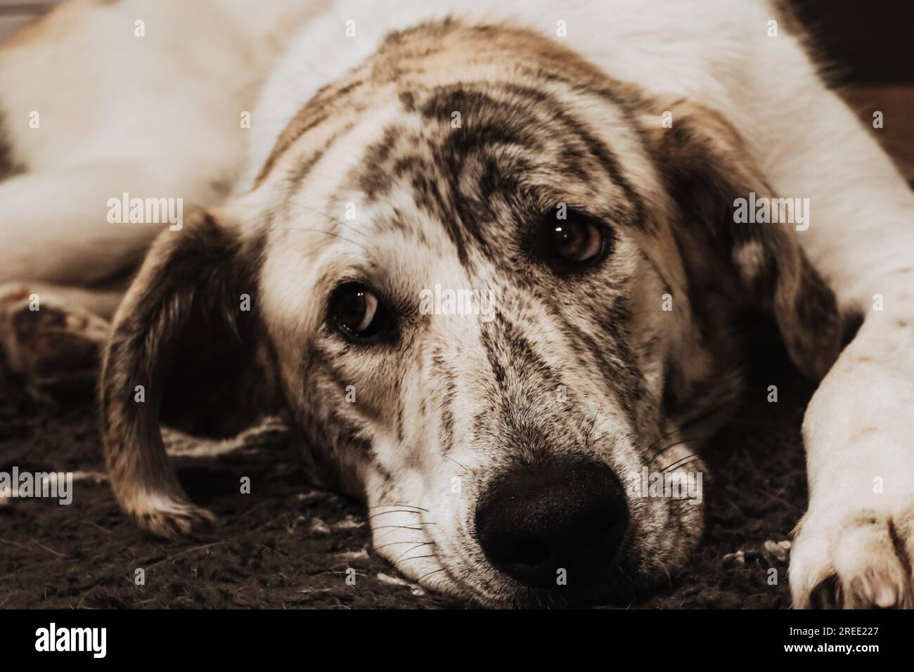 cane che riposa per terra Foto Stock