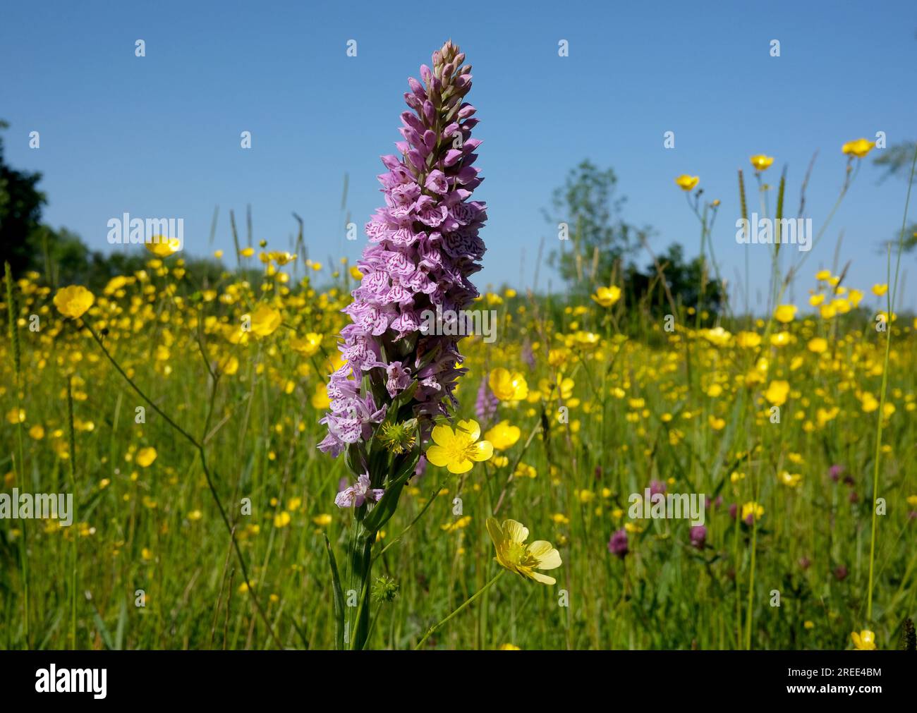 Orchidee delle paludi meridionali che crescono tra le farfalle selvatiche su terreni prati nello Shropshire, Regno Unito Foto Stock