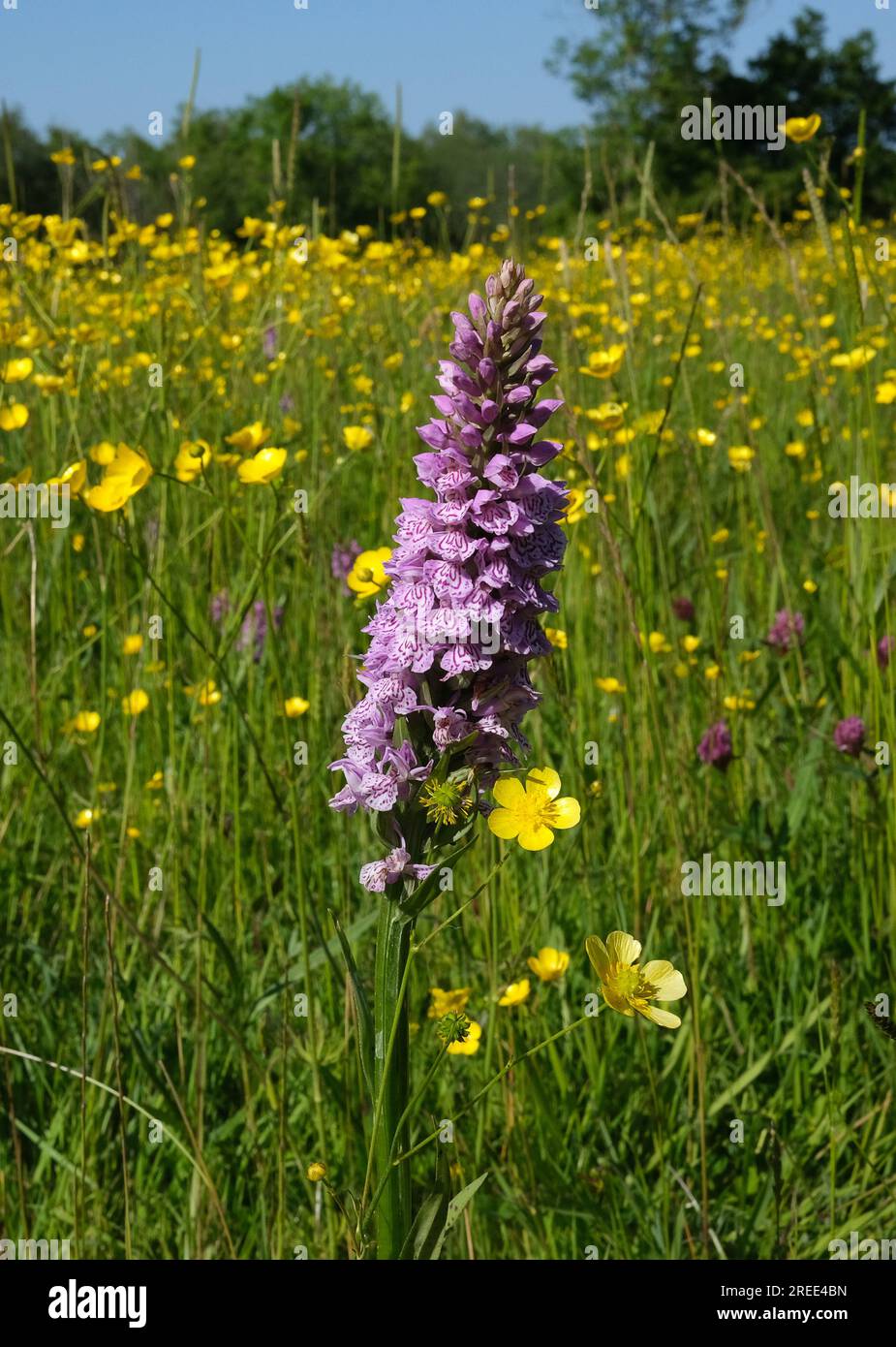 Orchidee delle paludi meridionali che crescono tra le farfalle selvatiche su terreni prati nello Shropshire, Regno Unito Foto Stock