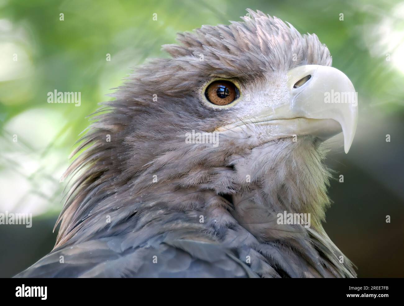 Aquila dalla coda bianca, aquila di mare eurasiatica, Seeadler, Pygargue à Queue Blanche, Haliaeetus albicilla, rétisas, Zoo, Ungheria, Magyarország, Europa Foto Stock