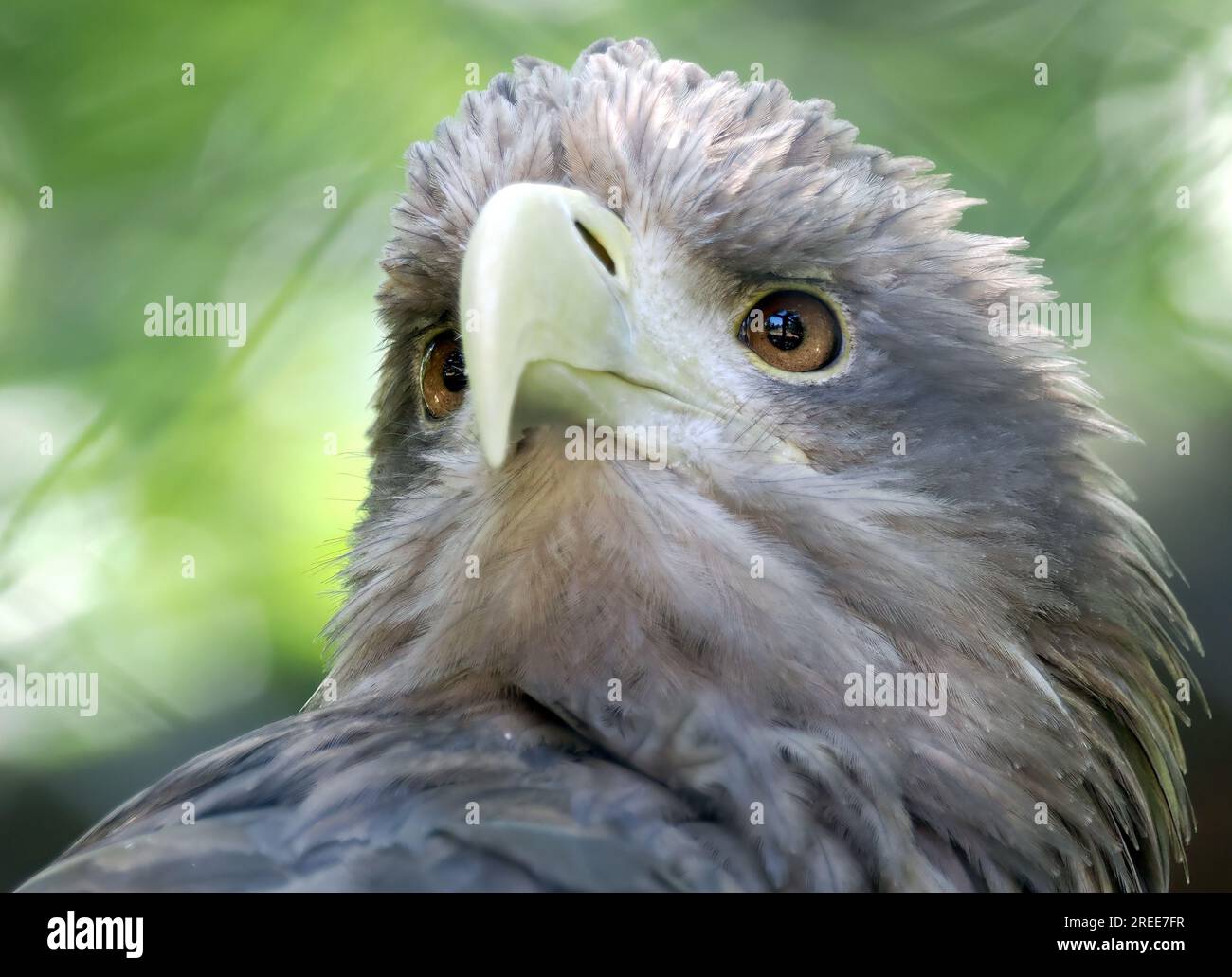 Aquila dalla coda bianca, aquila di mare eurasiatica, Seeadler, Pygargue à Queue Blanche, Haliaeetus albicilla, rétisas, Zoo, Ungheria, Magyarország, Europa Foto Stock