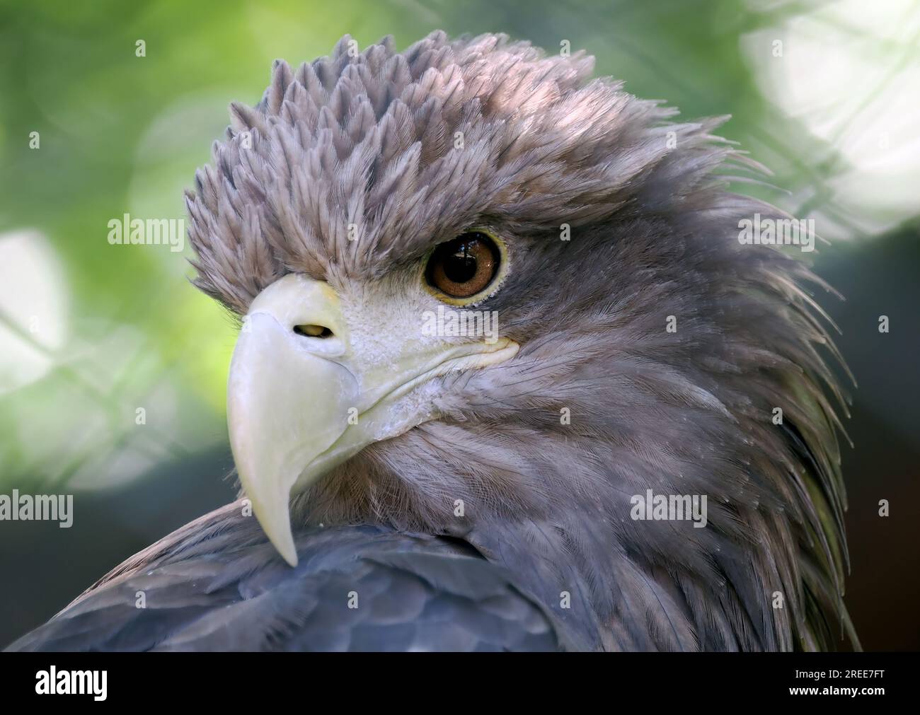 Aquila dalla coda bianca, aquila di mare eurasiatica, Seeadler, Pygargue à Queue Blanche, Haliaeetus albicilla, rétisas, Zoo, Ungheria, Magyarország, Europa Foto Stock