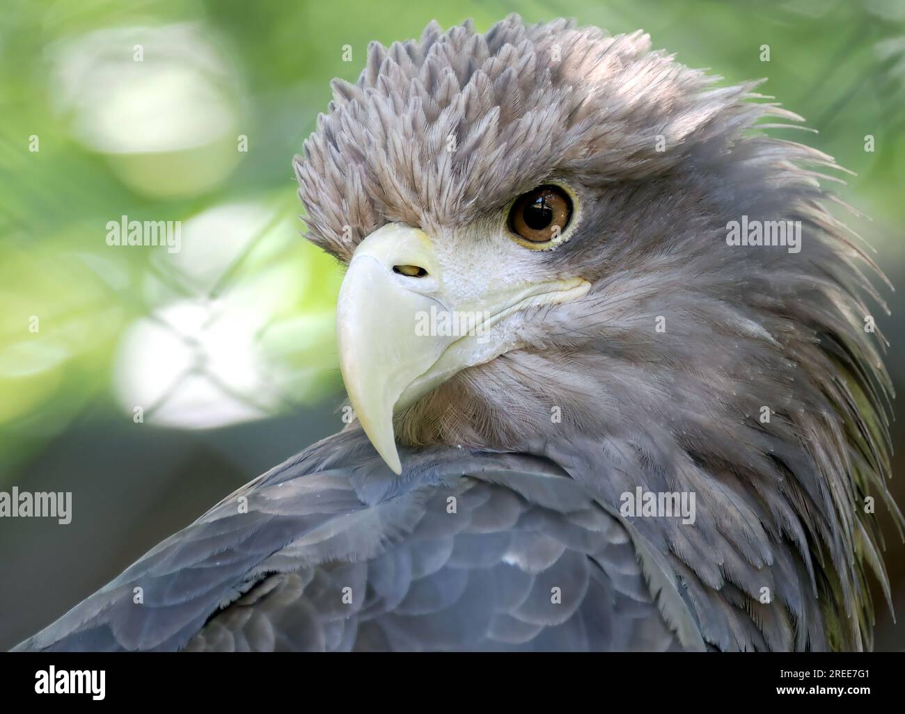 Aquila dalla coda bianca, aquila di mare eurasiatica, Seeadler, Pygargue à Queue Blanche, Haliaeetus albicilla, rétisas, Zoo, Ungheria, Magyarország, Europa Foto Stock