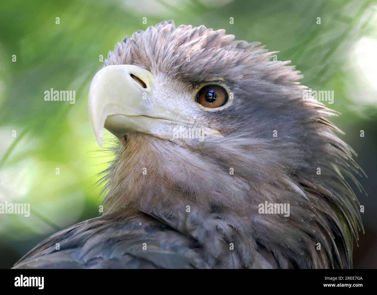 Aquila dalla coda bianca, aquila di mare eurasiatica, Seeadler, Pygargue à Queue Blanche, Haliaeetus albicilla, rétisas, Zoo, Ungheria, Magyarország, Europa Foto Stock