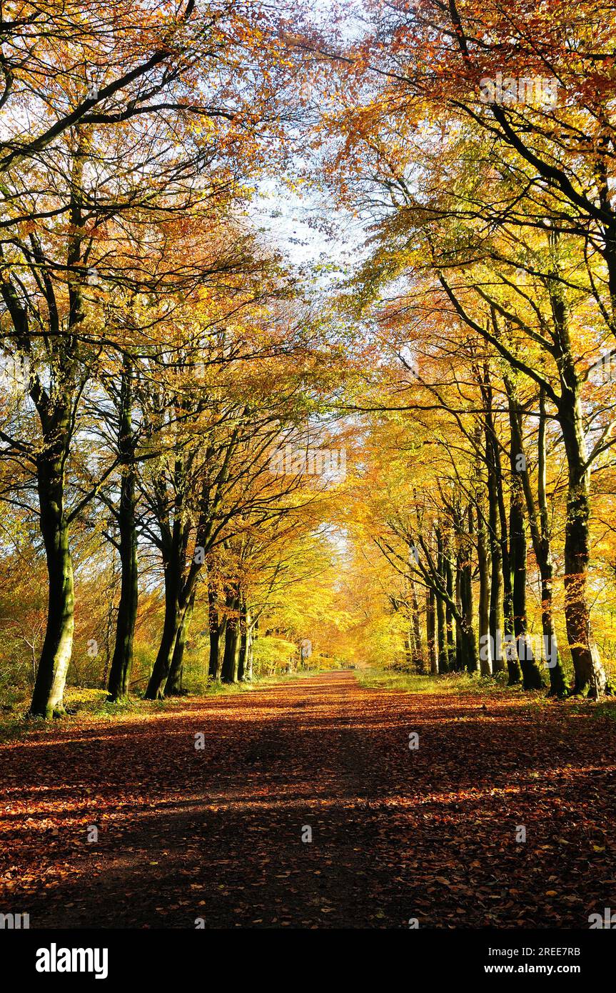 Growely Wood, Wiltshire in autunno Foto Stock