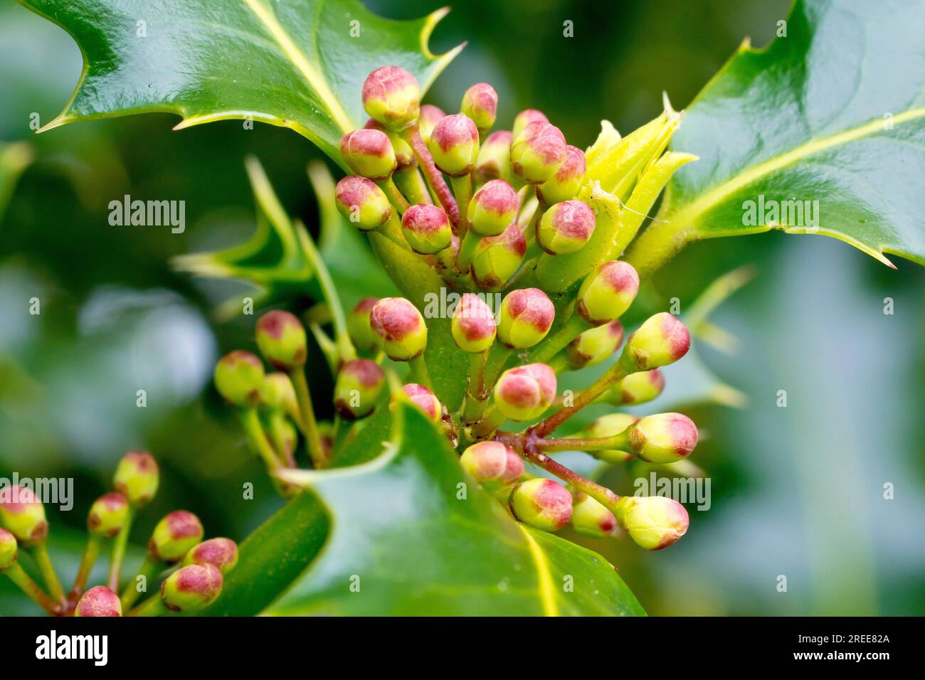 Holly (ilex aquifolium), primo piano che mostra un gruppo di boccioli che appaiono sull'albero in primavera tra le foglie spinose e lucide. Foto Stock