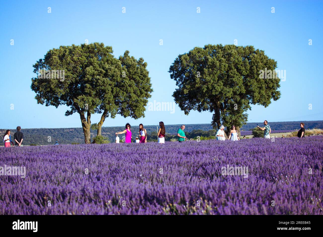 Brihuega, Spagna. 15 luglio 2023 campi di lavanda in fiore a metà estate. Molti fiori viola nel prato. Persone che camminano nella natura. Fantastico blossomi Foto Stock