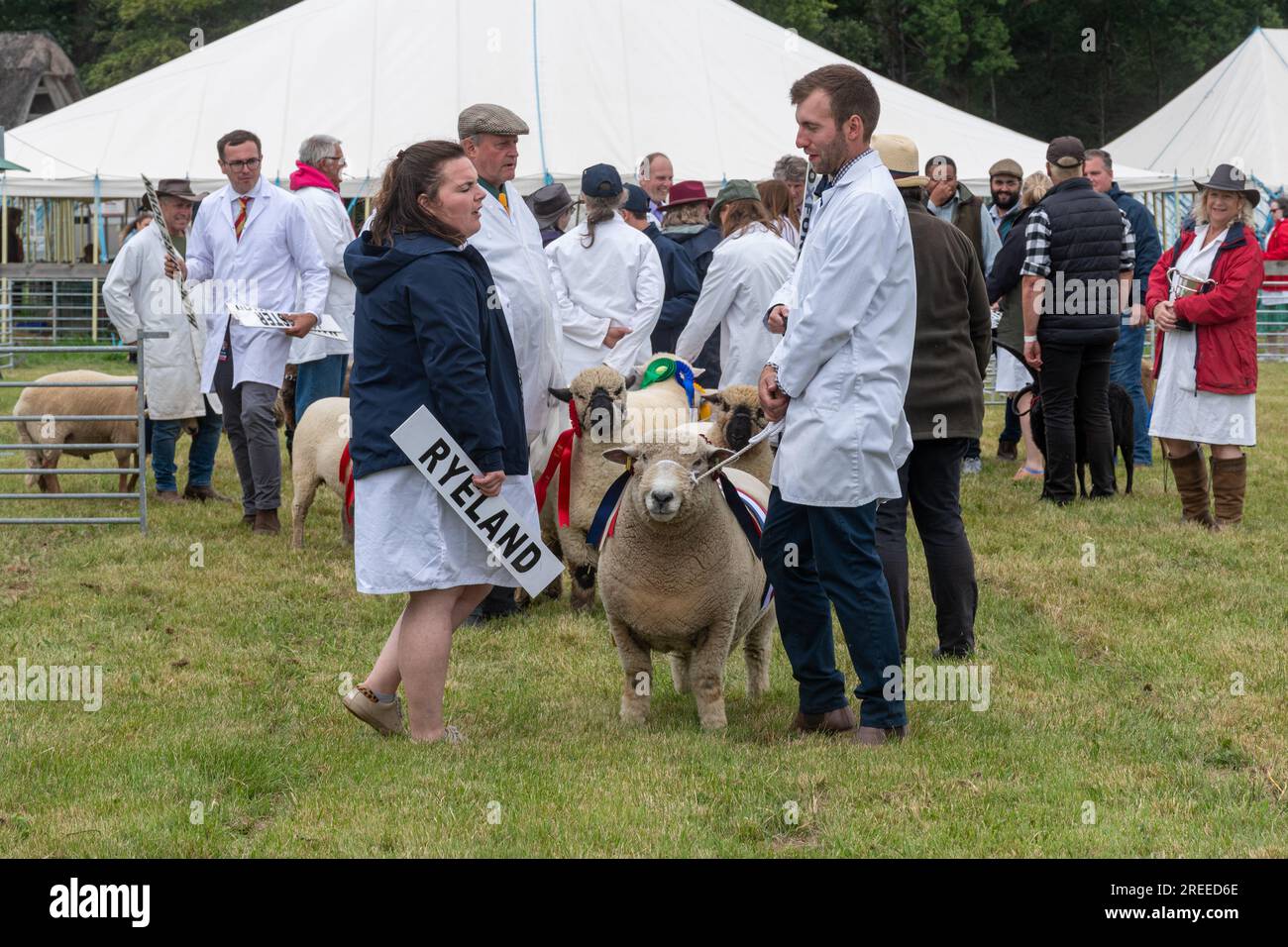 The New Forest and Hampshire County Show in Inghilterra, Regno Unito, luglio 2023. Pecore che giudicano. Foto Stock