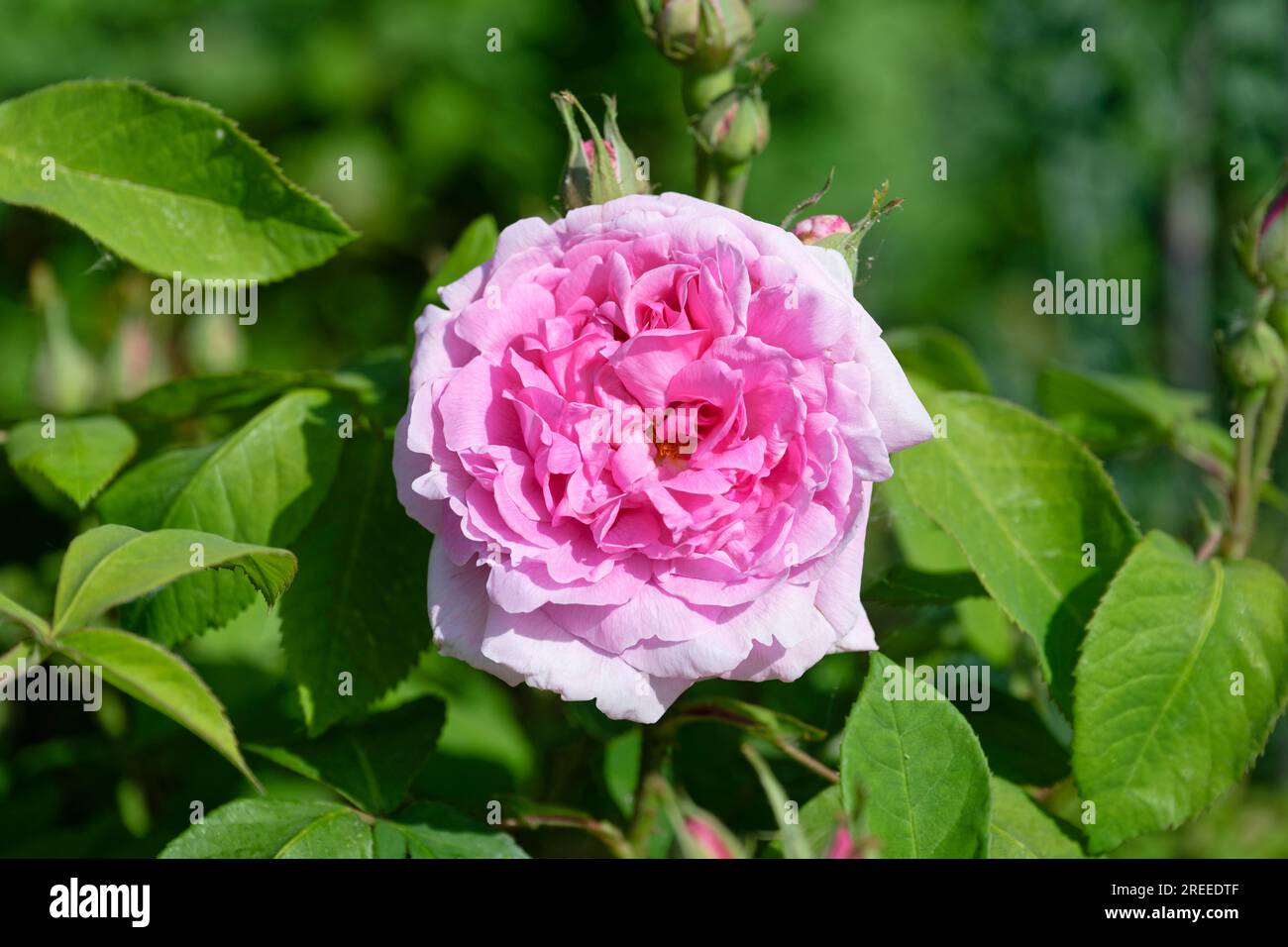 Primo piano, rosa profumata inglese (rosa) Foto Stock