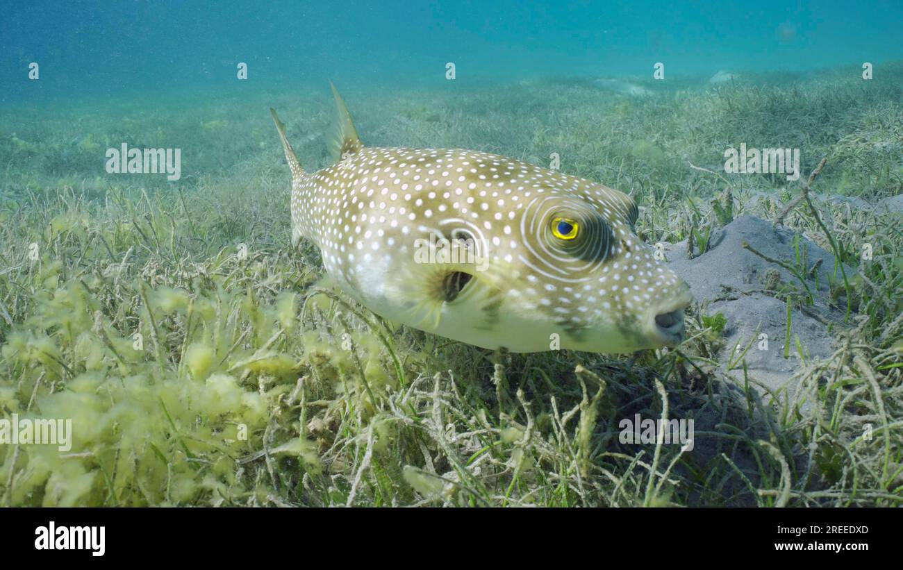 Il pesce Toadfish Broadbarred o il pulcinello a macchie bianche (Arothron hispidus) nuota sul letto di agrass tra l'erba marina a foglia tonda o l'erba marina Noodle (Syringodium Foto Stock