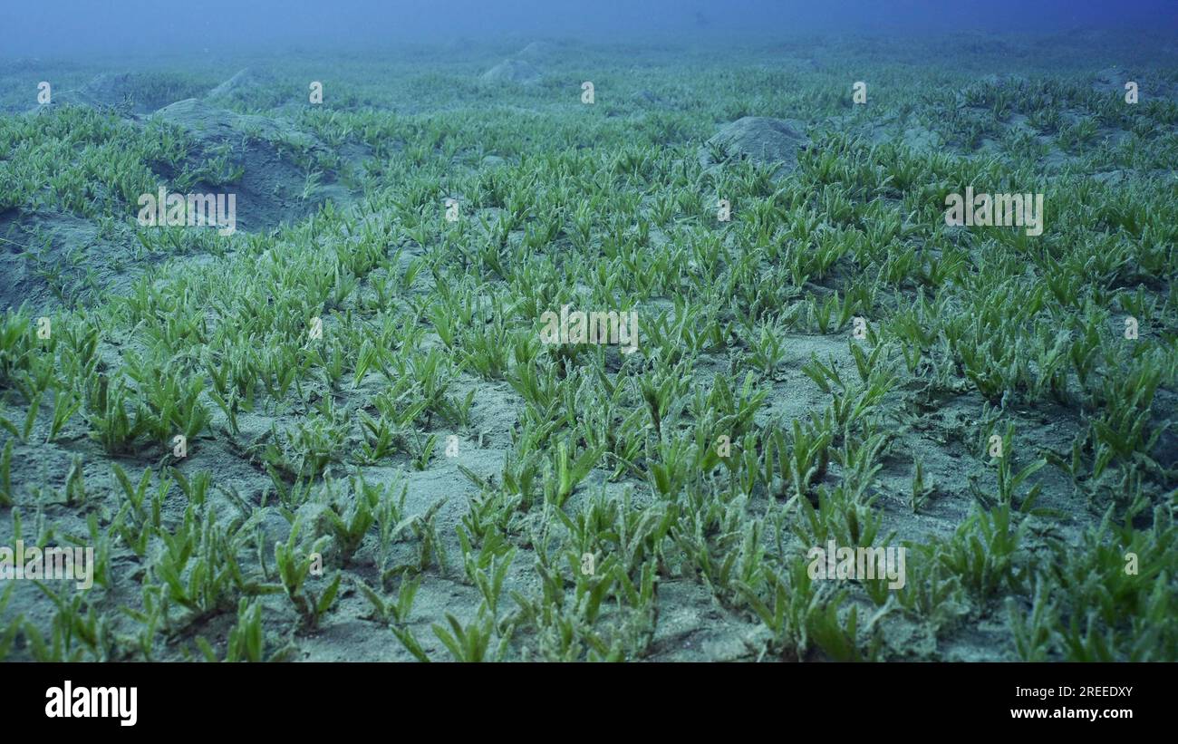 Fondale marino liscio (Cymodocea rotundata), fondo marino ricoperto di verde. Paesaggio sottomarino, Mar Rosso, Egitto Foto Stock