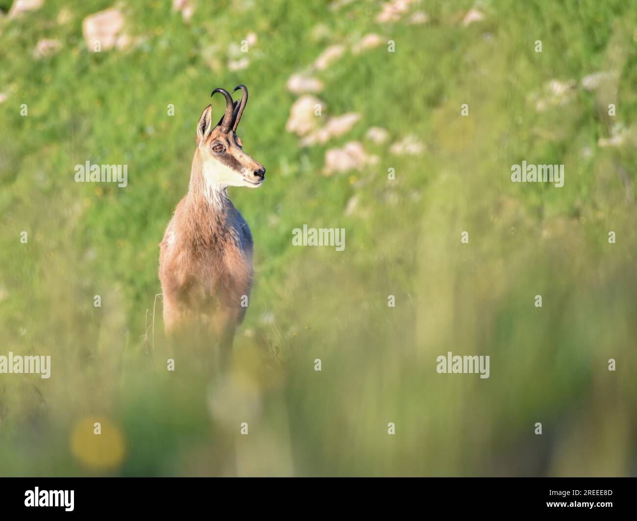 Camoscio (Rupicapra rupicapra) in natura nel Parco Nazionale di Berchtesgaden, Baviera, Germania Foto Stock