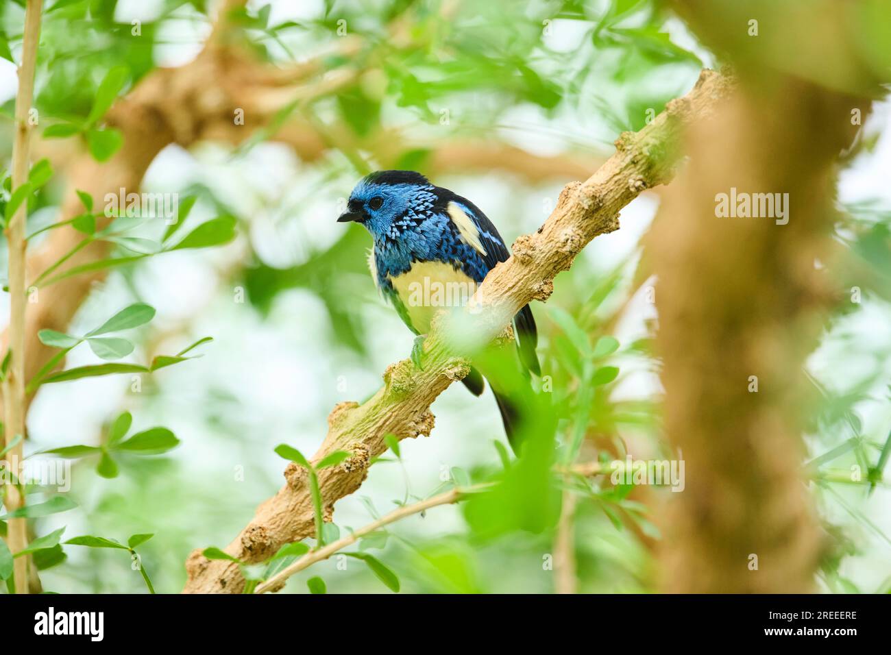 Tanager con armatura di Opal (Tangara velia) seduto su una filiale, Baviera, Germania Foto Stock