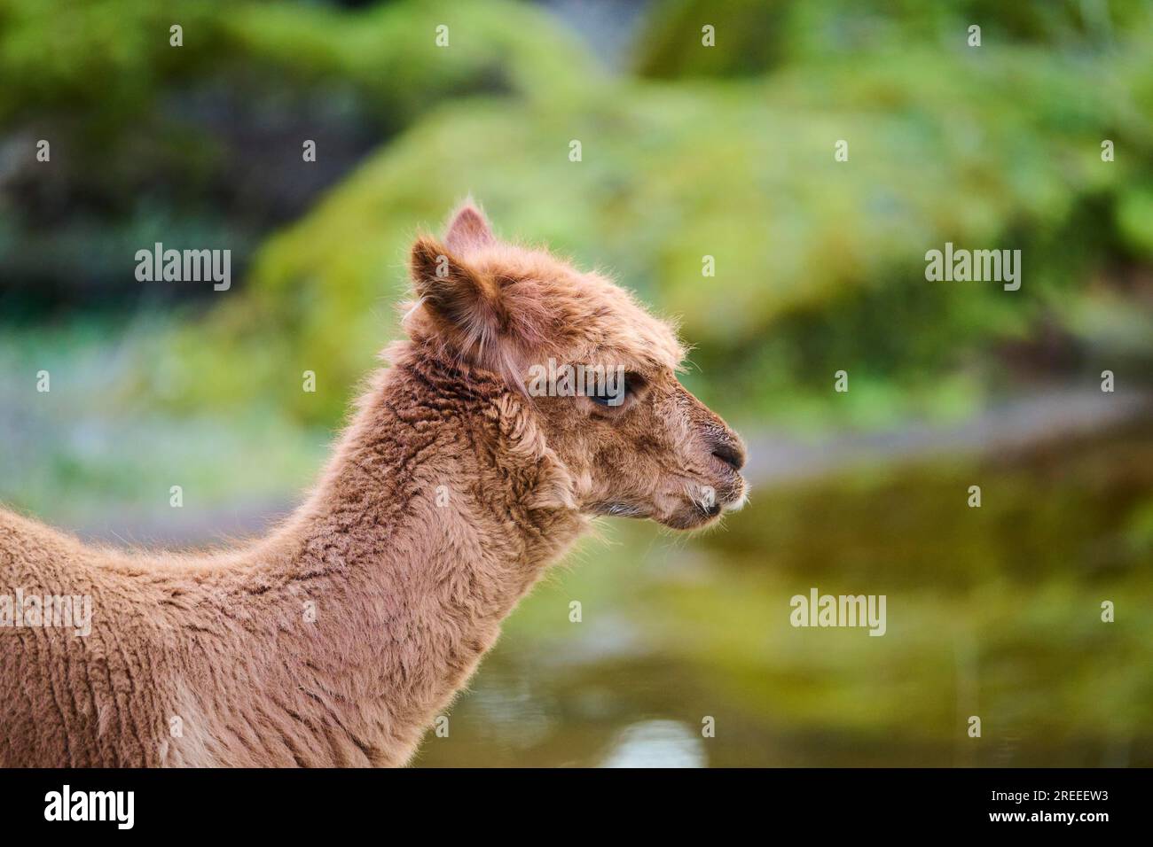 Llama (Lama glama) giovanile, ritratto, Baviera, Germania Foto Stock