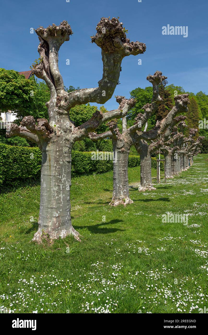 Platani rifiniti nel giardino cittadino di Emmendingen, Baden-Wuerttemberg, Germania Foto Stock