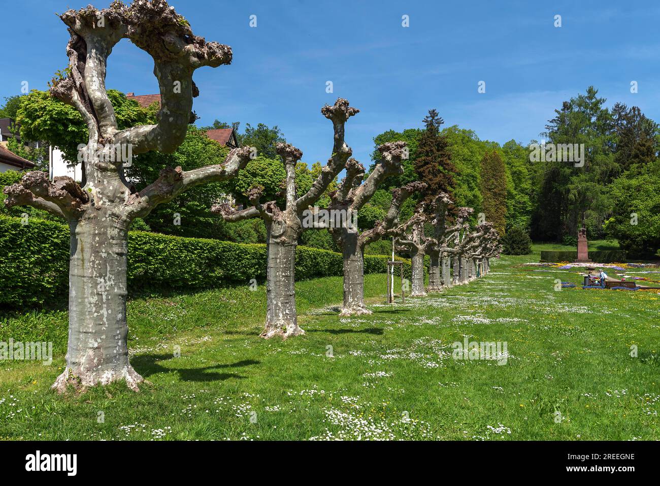 Platani rifiniti nel giardino cittadino di Emmendingen, Baden-Wuerttemberg, Germania Foto Stock