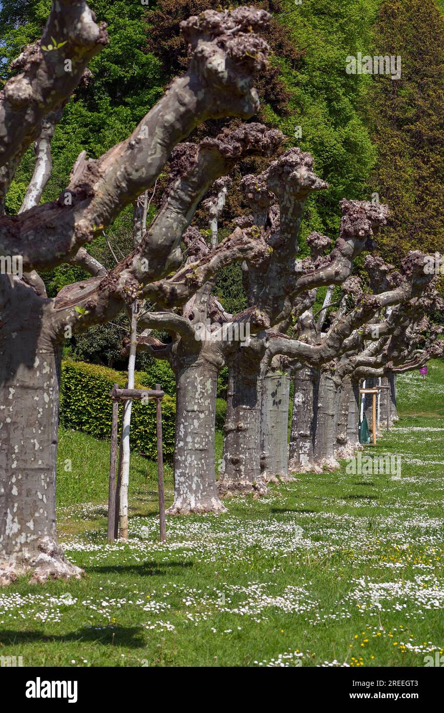 Platano rifilato nel giardino cittadino di Emmendingen, Baden-Wuerttemberg, Germania Foto Stock