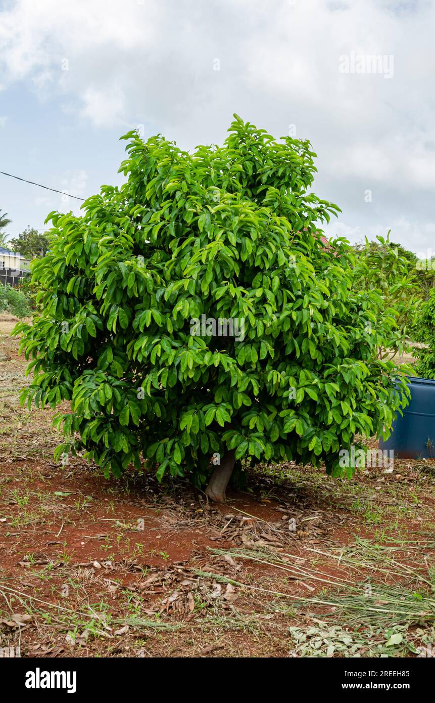 Albero di Annona murata (Soursop, Graviola, Guanabana) Foto Stock