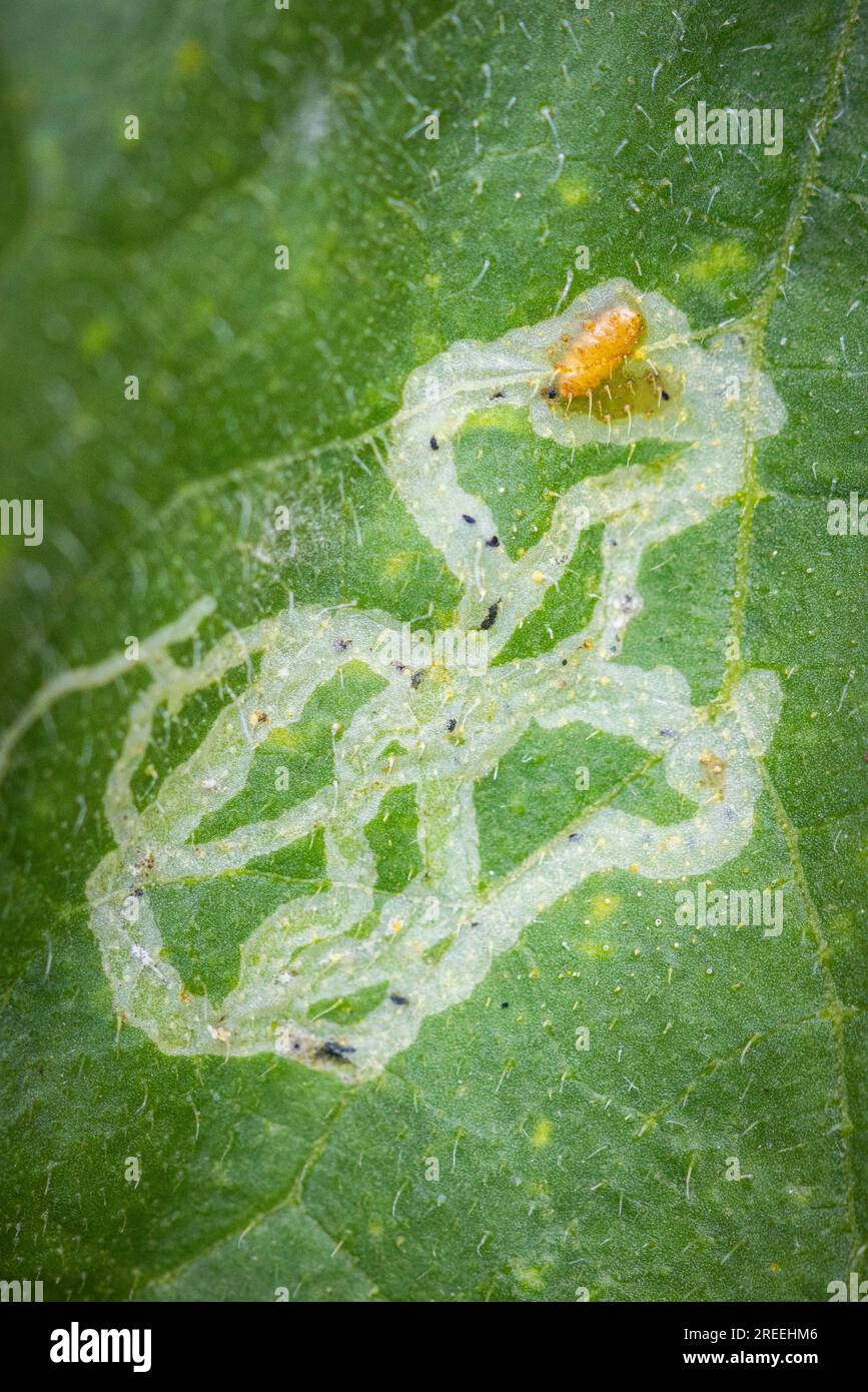 Primo piano, foglia con larva di minatore di foglie (Gracillariidae), minatori di foglie, Ternitz, bassa Austria, Austria Foto Stock