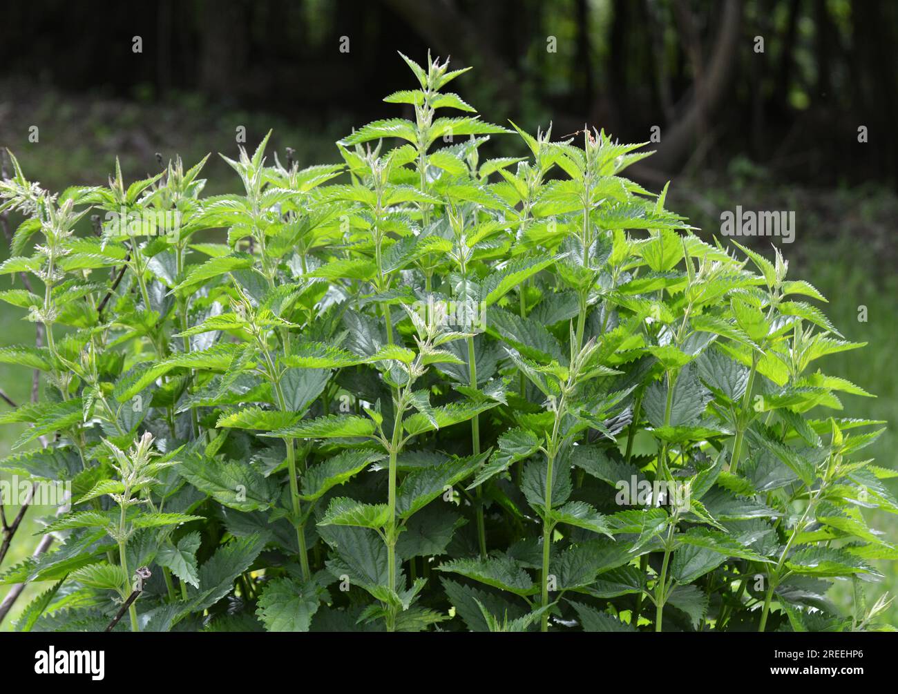 L'ortica dioecious (Urtica dioica) con foglie verdi cresce in fitti naturali. Foto Stock