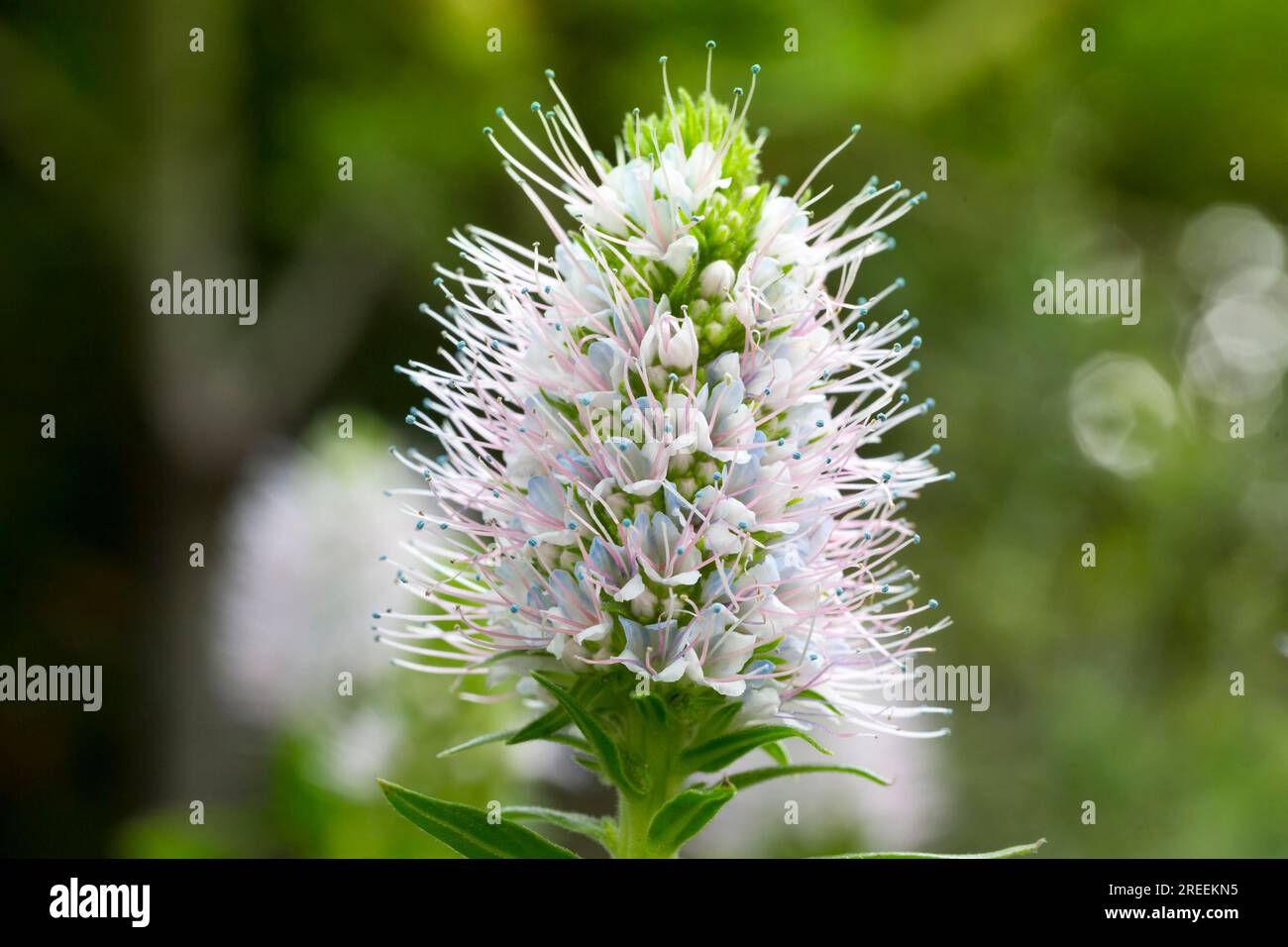 Macro di un bellissimo fiore blu in primavera Foto Stock