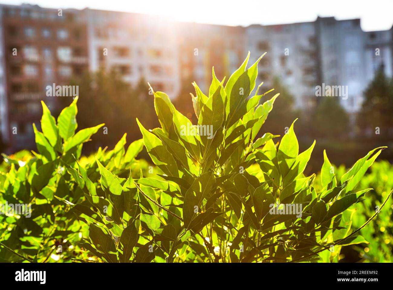 Natura in città, cespuglio bagnato dal sole di fronte ad alcune case Foto Stock