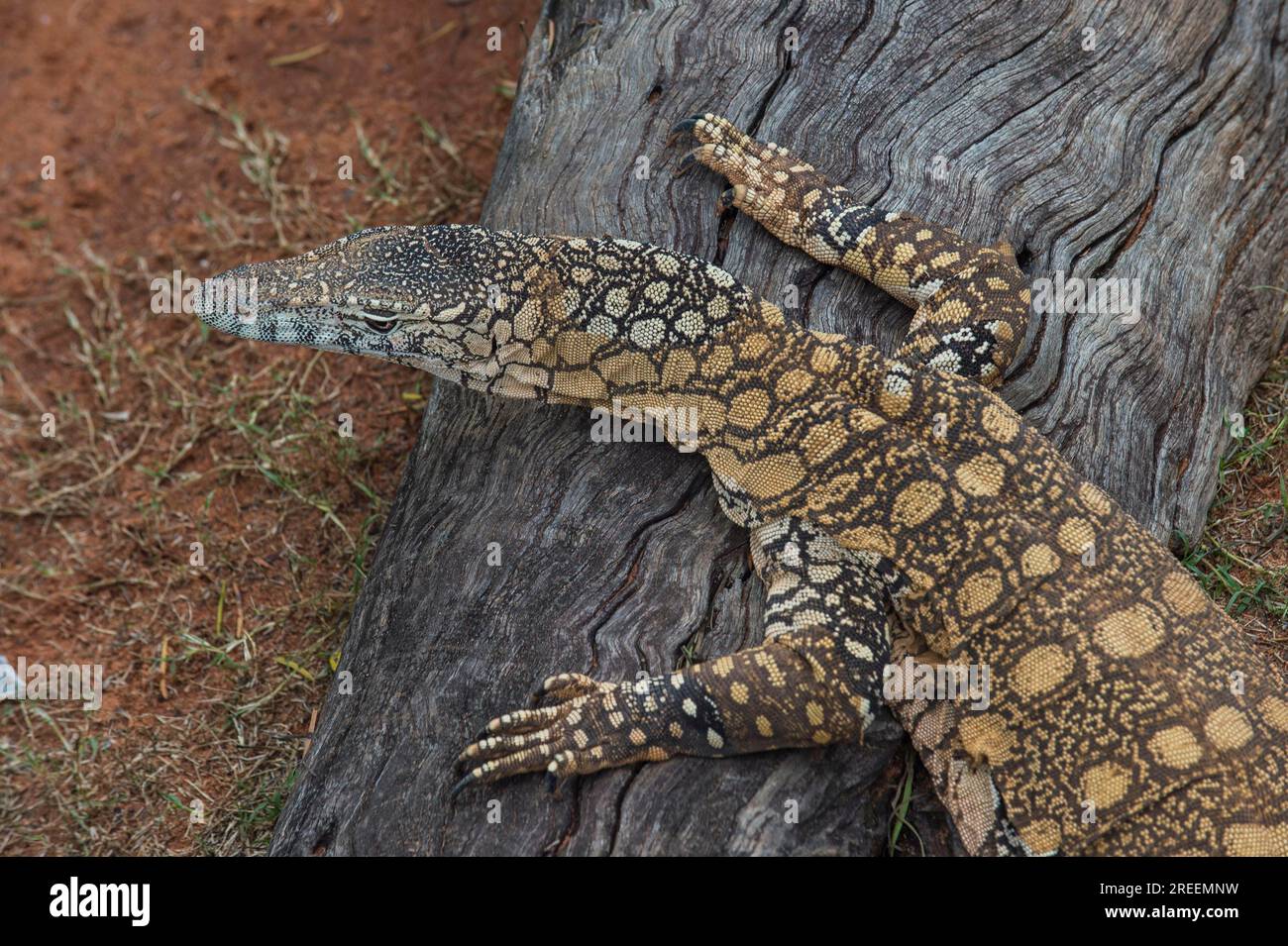 Lace monitor (Varanus varius), Lone Pine Sanctuary, Brisbane, Queensland, Australia Foto Stock