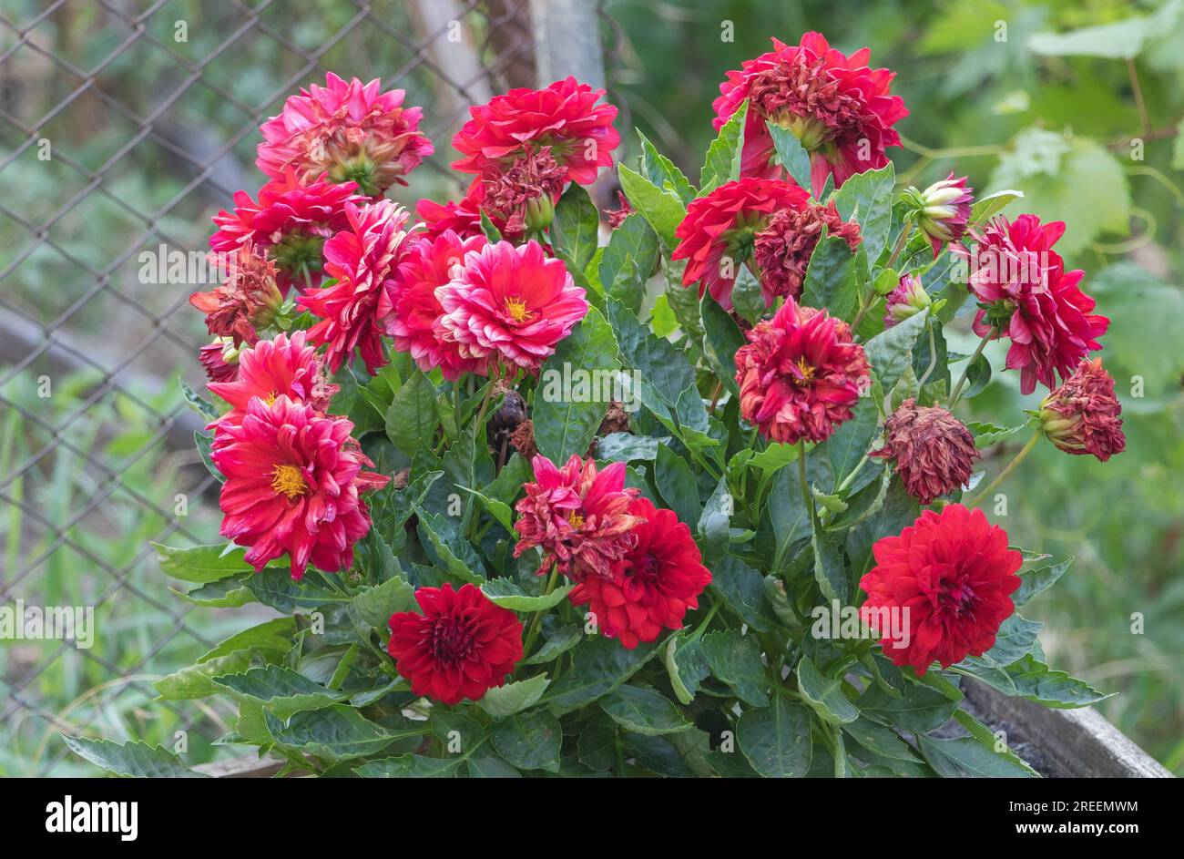 Bellissimi fiori rossi dahlia in giardino. Messa a fuoco selettiva. Foto Stock