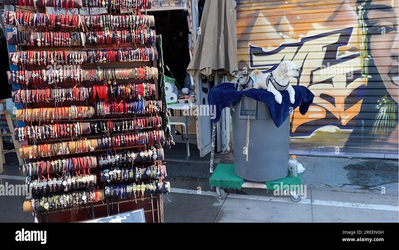 Cani seduti in un negozio di souvenir con bracciali a Venice, California Foto Stock