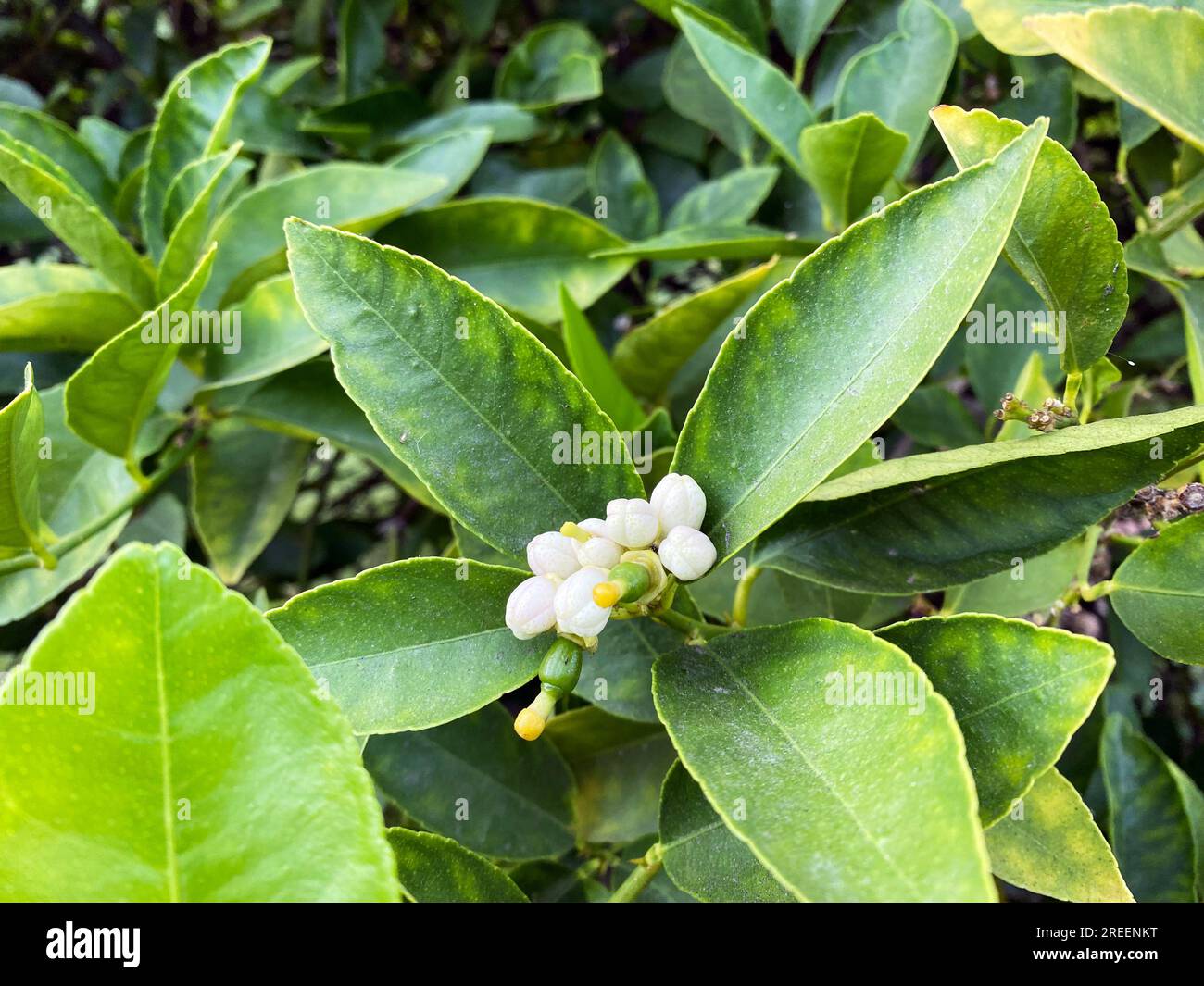 Boccioli di fiori di un tiglio Foto Stock