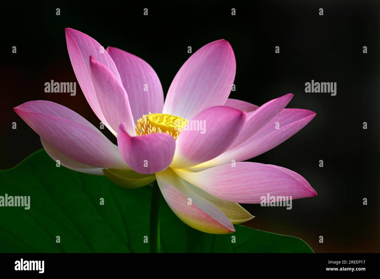 Fiore di loto rosa (Nelumbo nucifera), Baden-Wuerttemberg, Germania Foto Stock