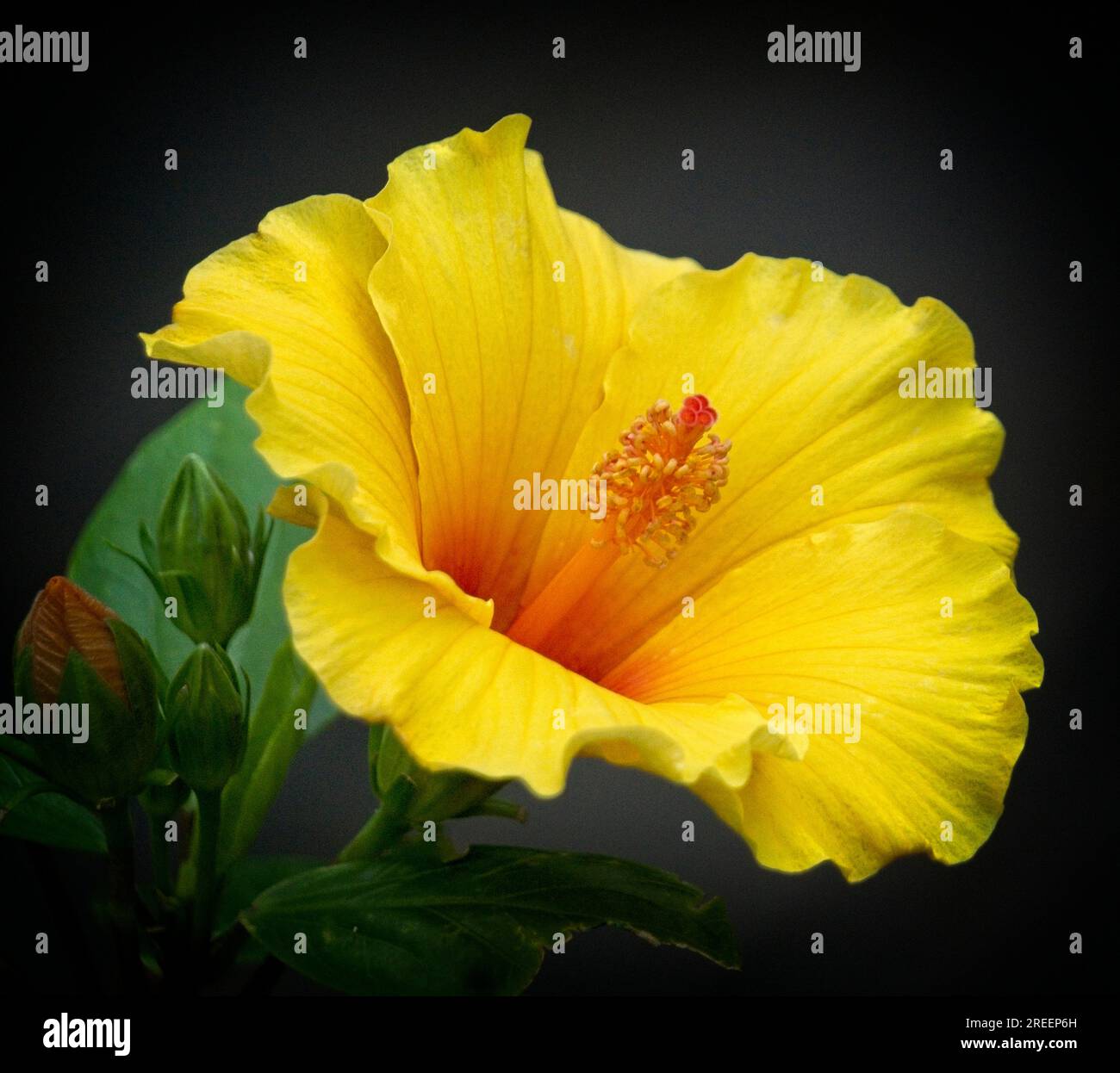 Hawaiian hibiscus lo Zoo di Calgary, Alberta Foto Stock