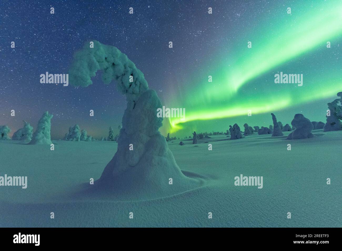 Aurora boreale su alberi innevati, paesaggio invernale, Parco Nazionale Riisitunturi, Posio, Lapponia, Finlandia Foto Stock