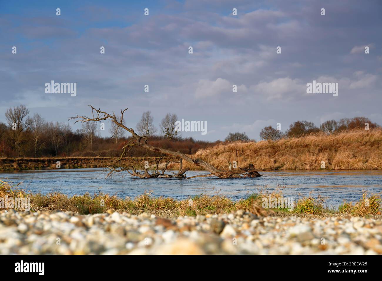 Biotopi tipici del paesaggio fluviale, banchi di ghiaia come habitat per uccelli rari (ad esempio, piccolo plover dagli anelli), ragni rari (ad esempio lupo della riva fluviale) Foto Stock