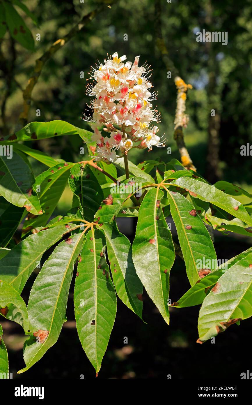Dolci fiori di castagno. Luglio 2023. Foto Stock