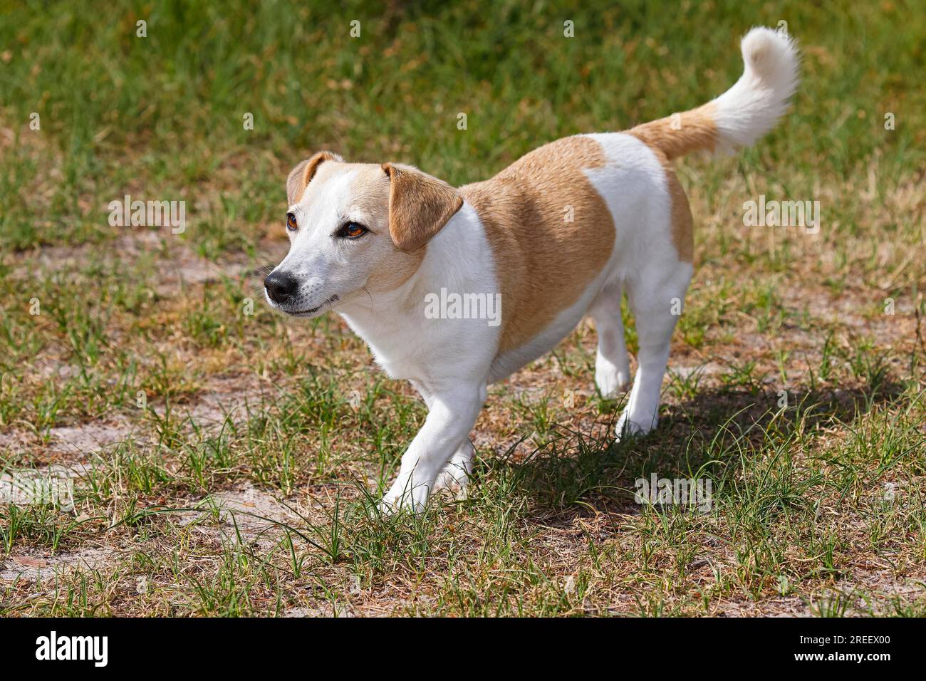 Cane, Jack Russell Terrier, razza di cane, cane domestico (Canis lupus familiaris), Schleswig-Holstein, Germania Foto Stock