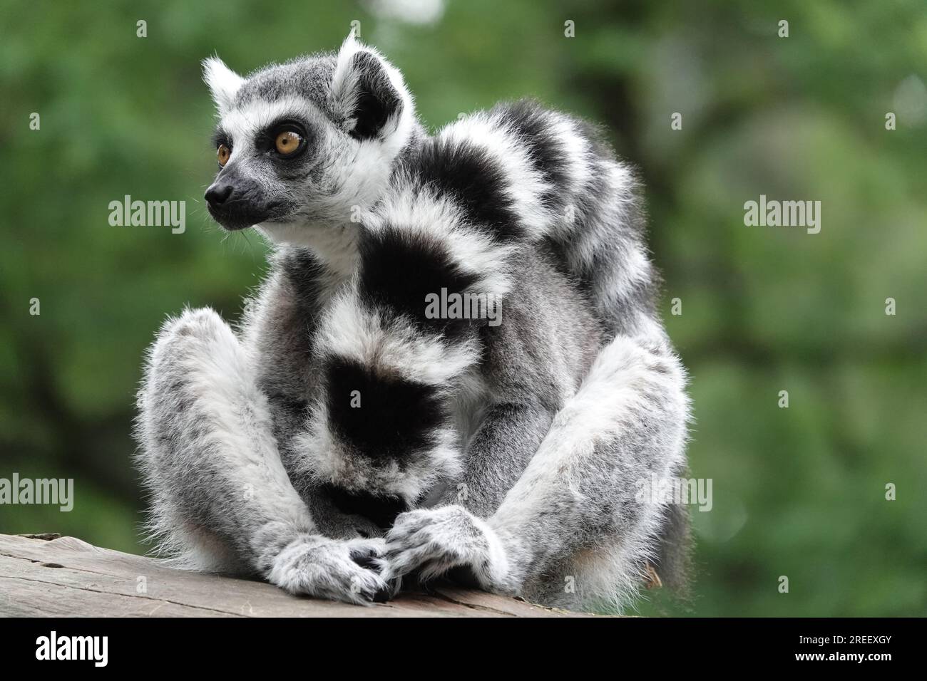 Lemuri dalla coda ad anello in uno zoo nei Paesi Bassi che fanno varie cose, tra cui mangiare, dormire, camminare, prendere il sole, ed essere carino in generale. Foto Stock