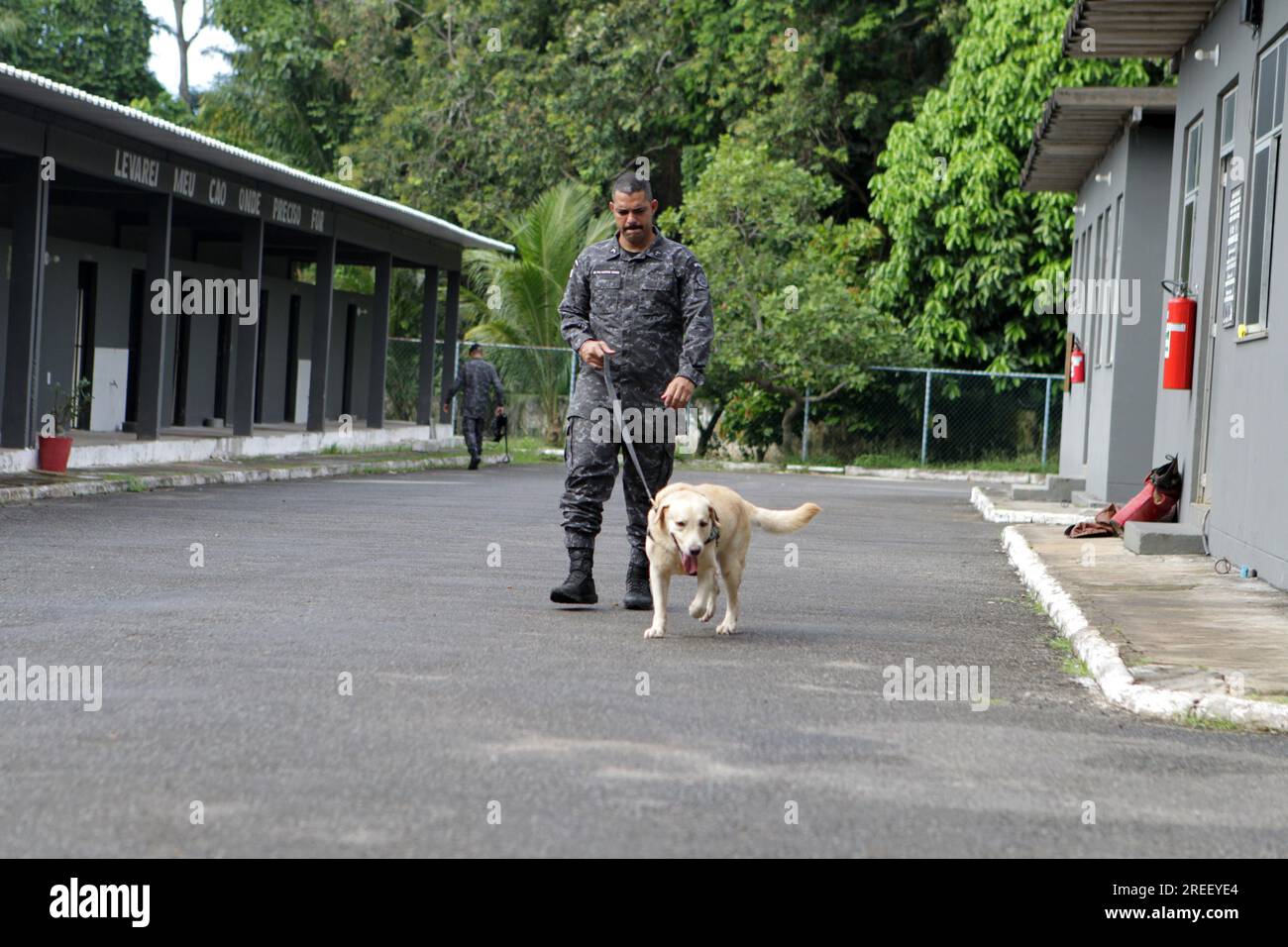 salvador, bahia, brasile - 5 maggio 2023: Cane di razza labrador utilizzato per annusare droghe ed esplosivi nel lavoro di polizia della polizia militare di Bahia. Foto Stock