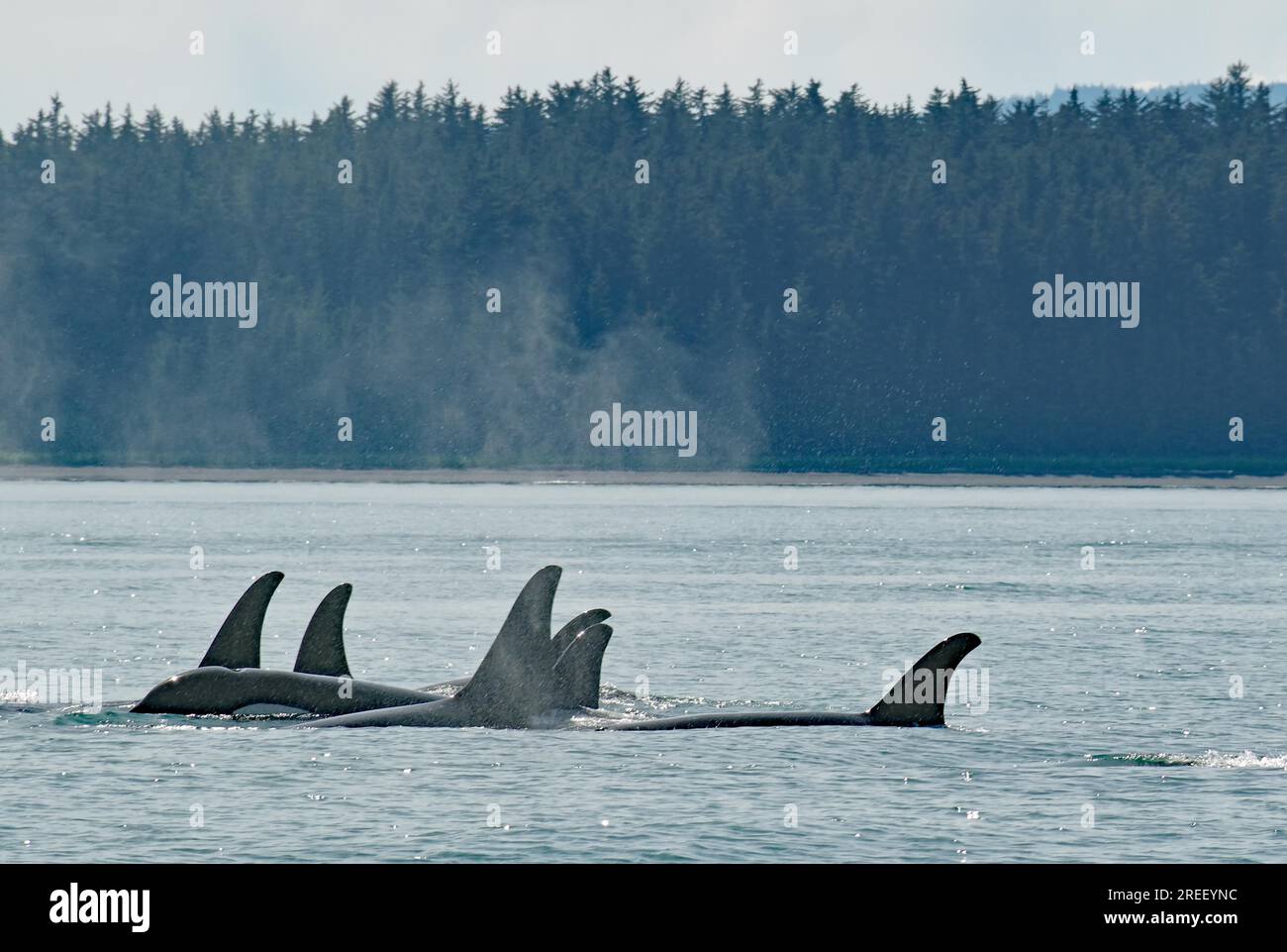 Gruppo dimensionale di balene Orca che si muovono insieme attraverso acqua, costa e foresta, Inside Passage, Juneau, Alaska, USA Foto Stock