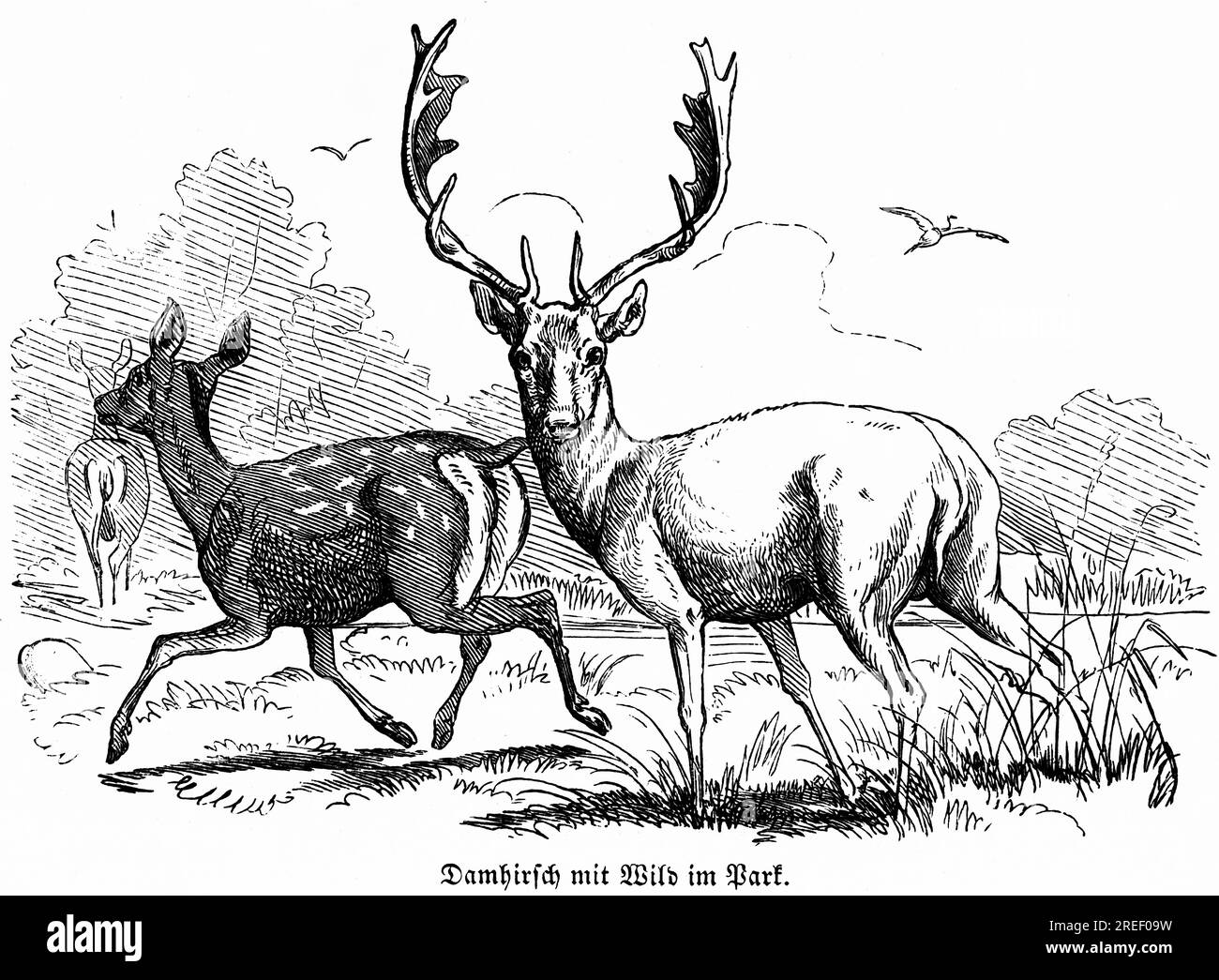 Cervi con selvaggina nel parco, caccia Hubertus, scene di caccia, palchi, erba, uccello, stand, natura, illustrazione storica c. 1860 Foto Stock