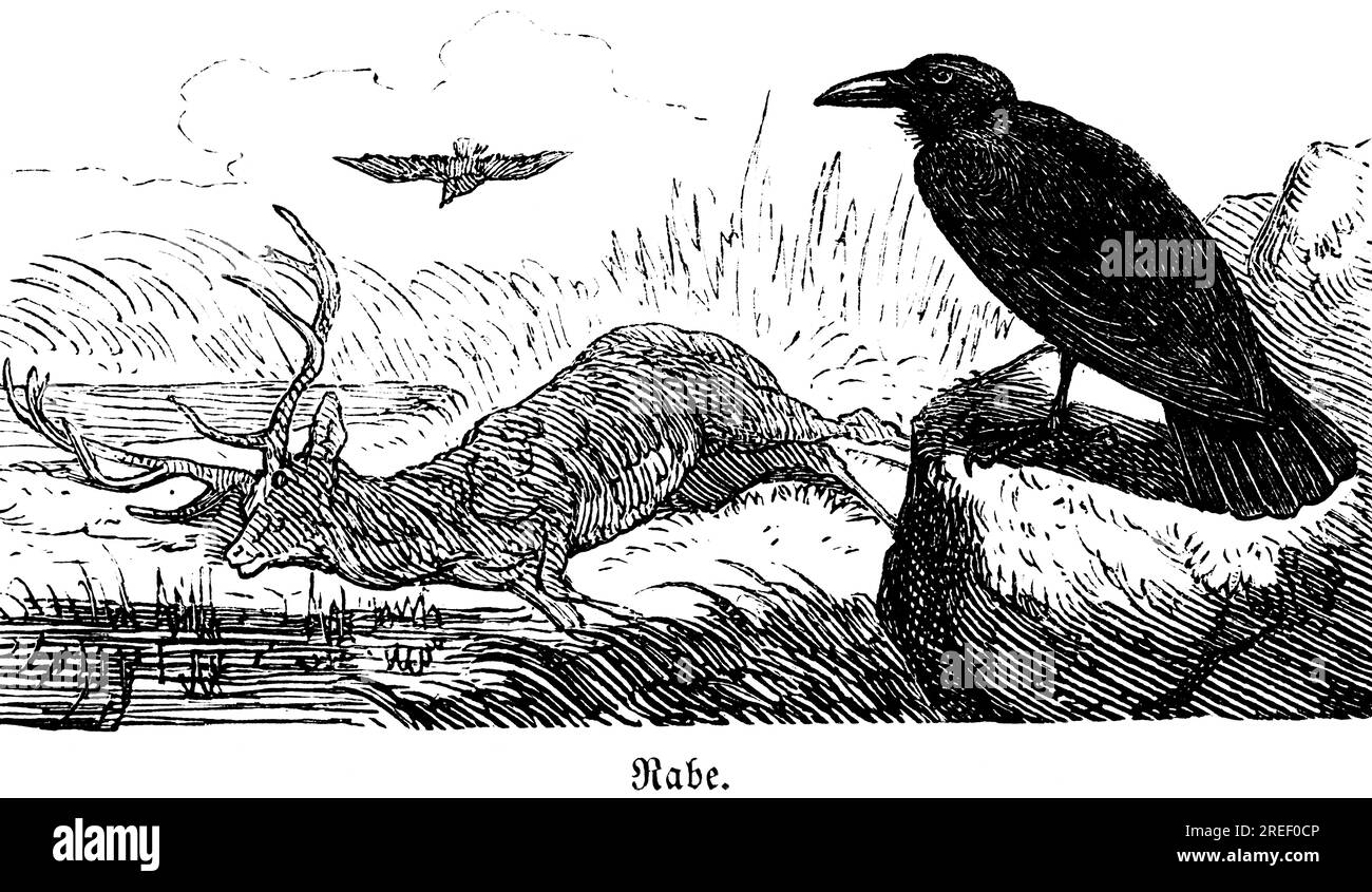 Raven, Hubertus caccia e caccia, animali selvatici, natura, cervo morto, uccello, roccia, becco, nero, piumaggio, illustrazione storica intorno al 1860 Foto Stock